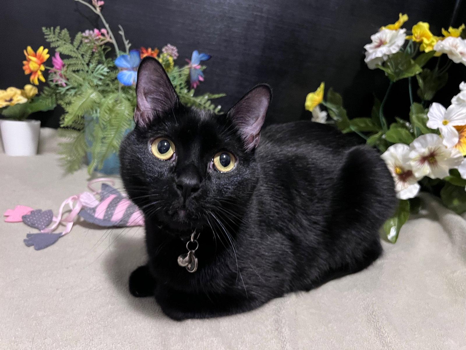 Enlarge Wishbone, a Adopted Domestic Short Hair in Fayetteville, GA image 2/3