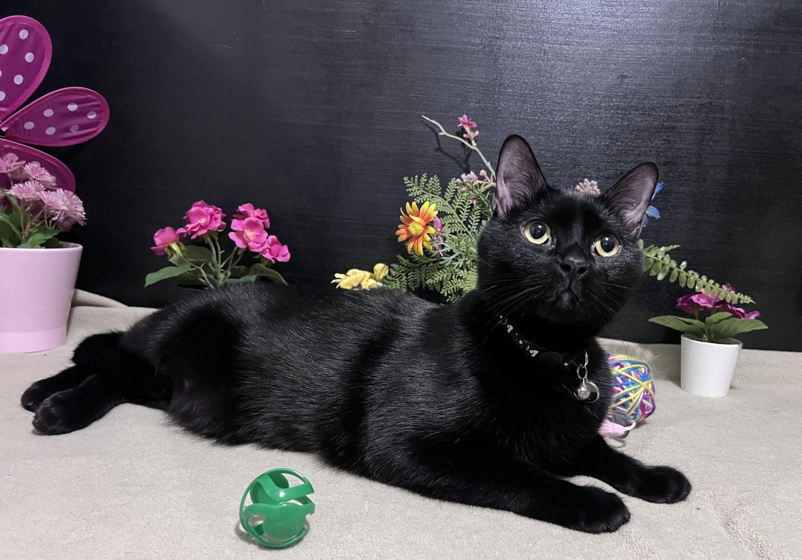 Enlarge Wishbone, a Adopted Domestic Short Hair in Fayetteville, GA image 3/3