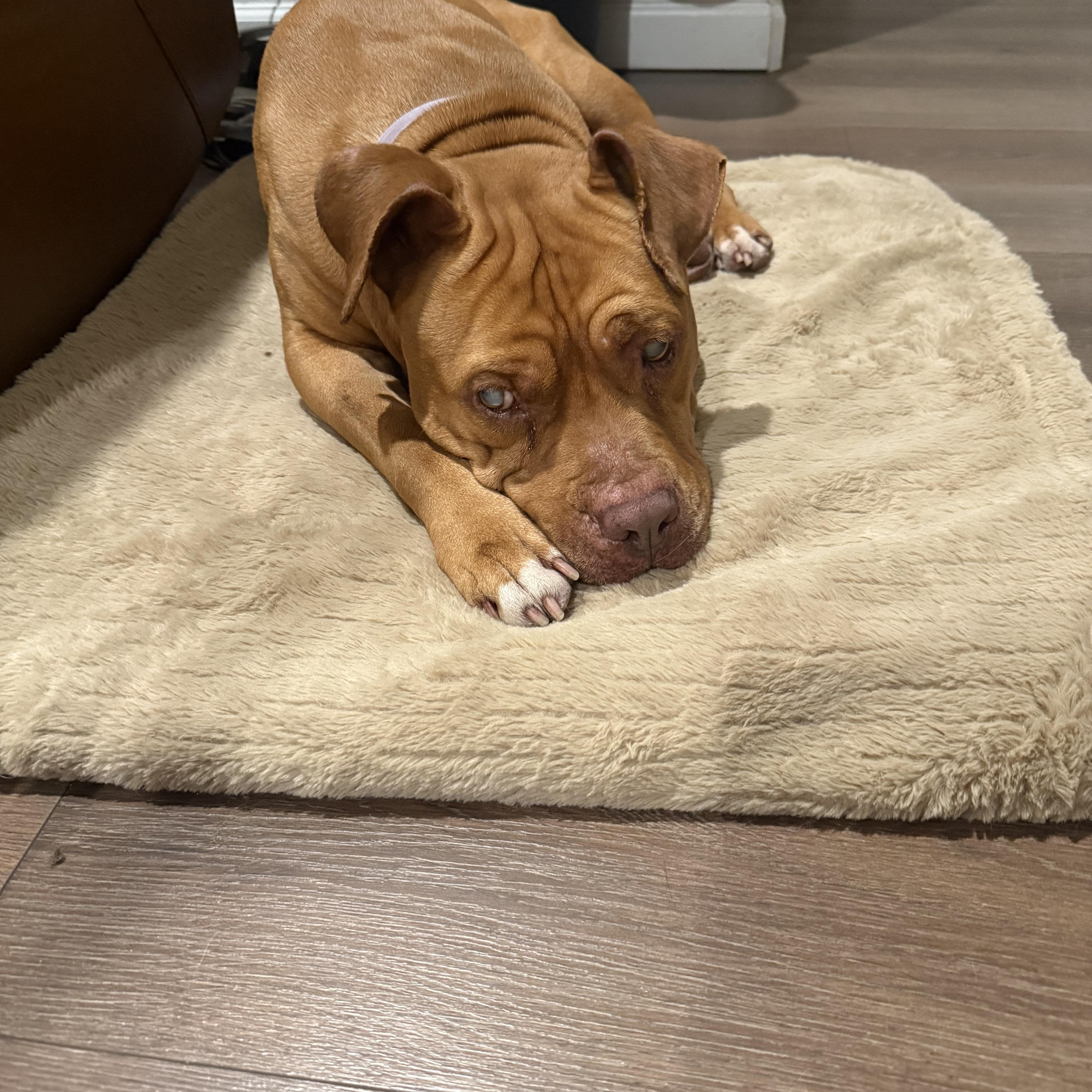 Illumination (URGENT FOSTER NEEDED), a Adoptable mixed breed in Tracy, CA image 3/6