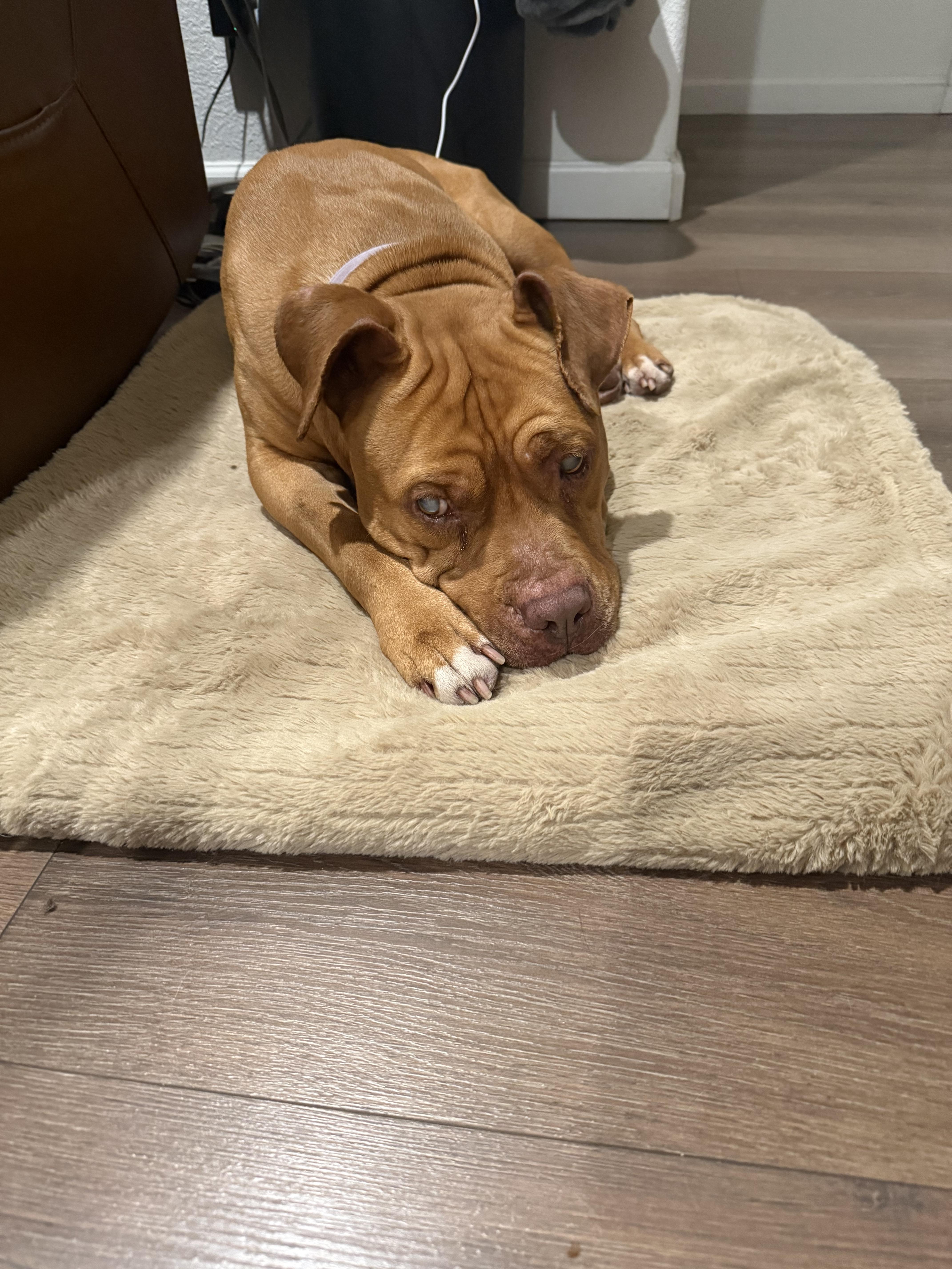 Enlarge Illumination (URGENT FOSTER NEEDED), a Adoptable mixed breed in Tracy, CA image 1/5