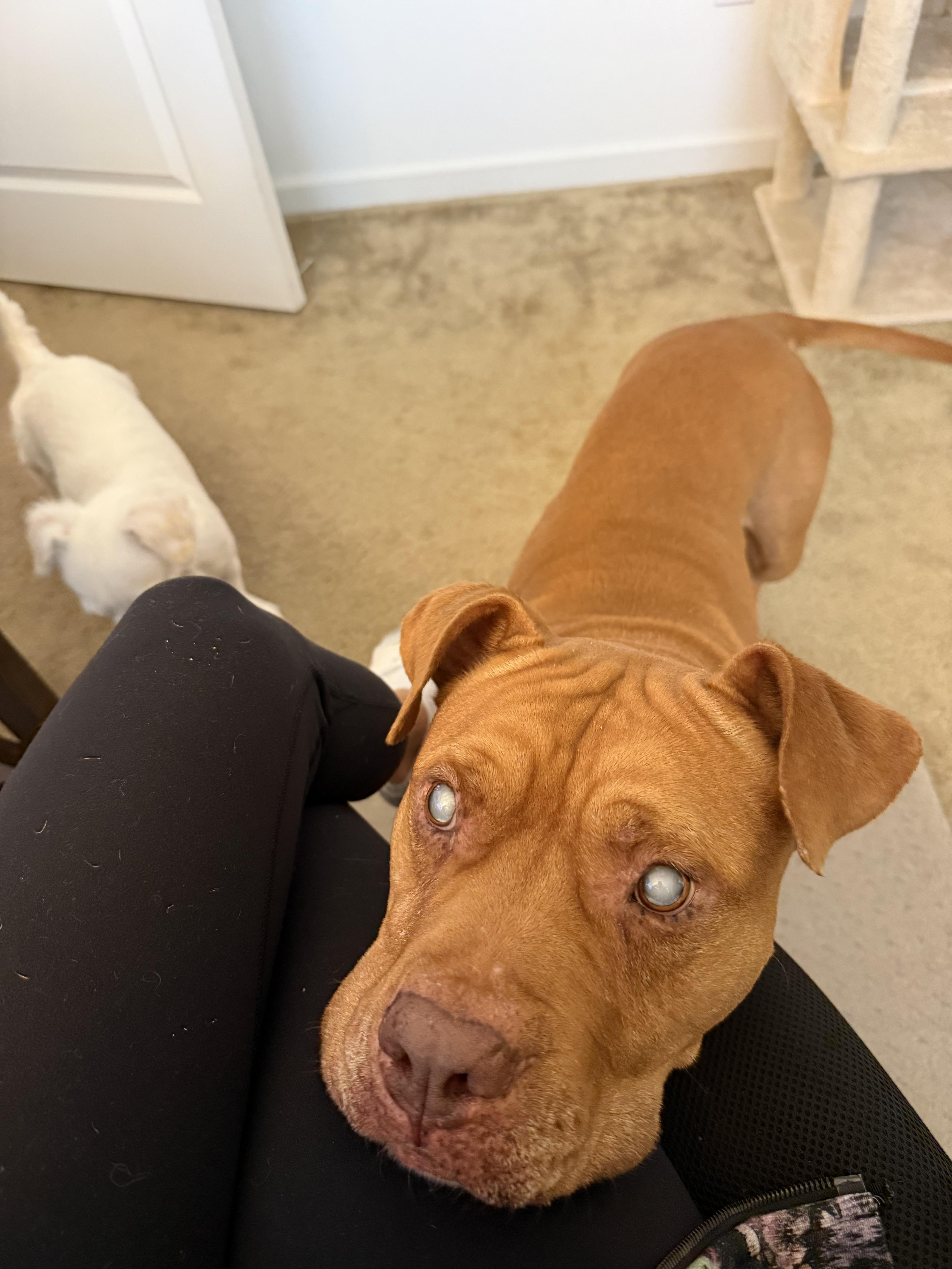 Enlarge Illumination (URGENT FOSTER NEEDED), a Adoptable mixed breed in Tracy, CA image 2/5