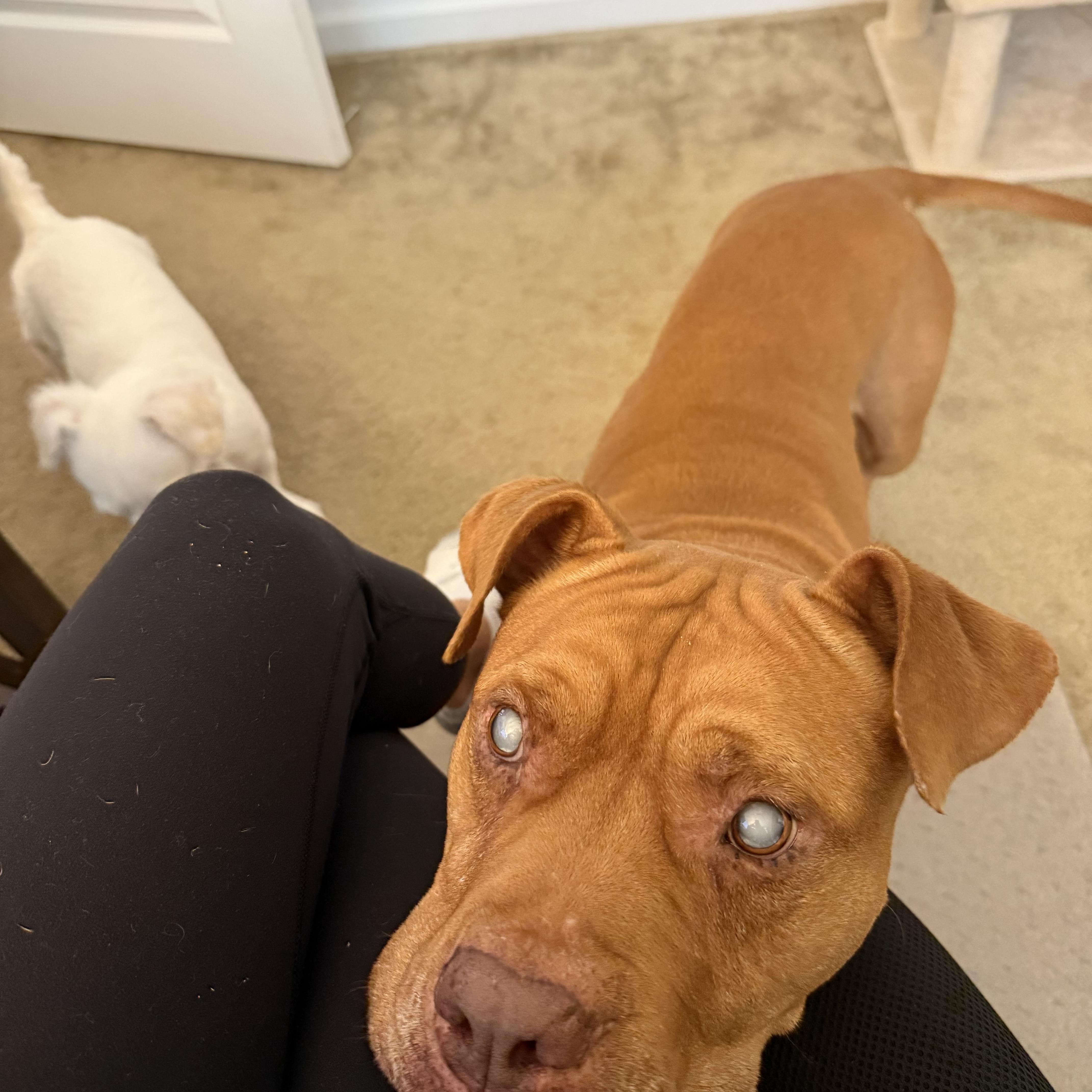 Illumination (URGENT FOSTER NEEDED), a Adoptable mixed breed in Tracy, CA image 4/6