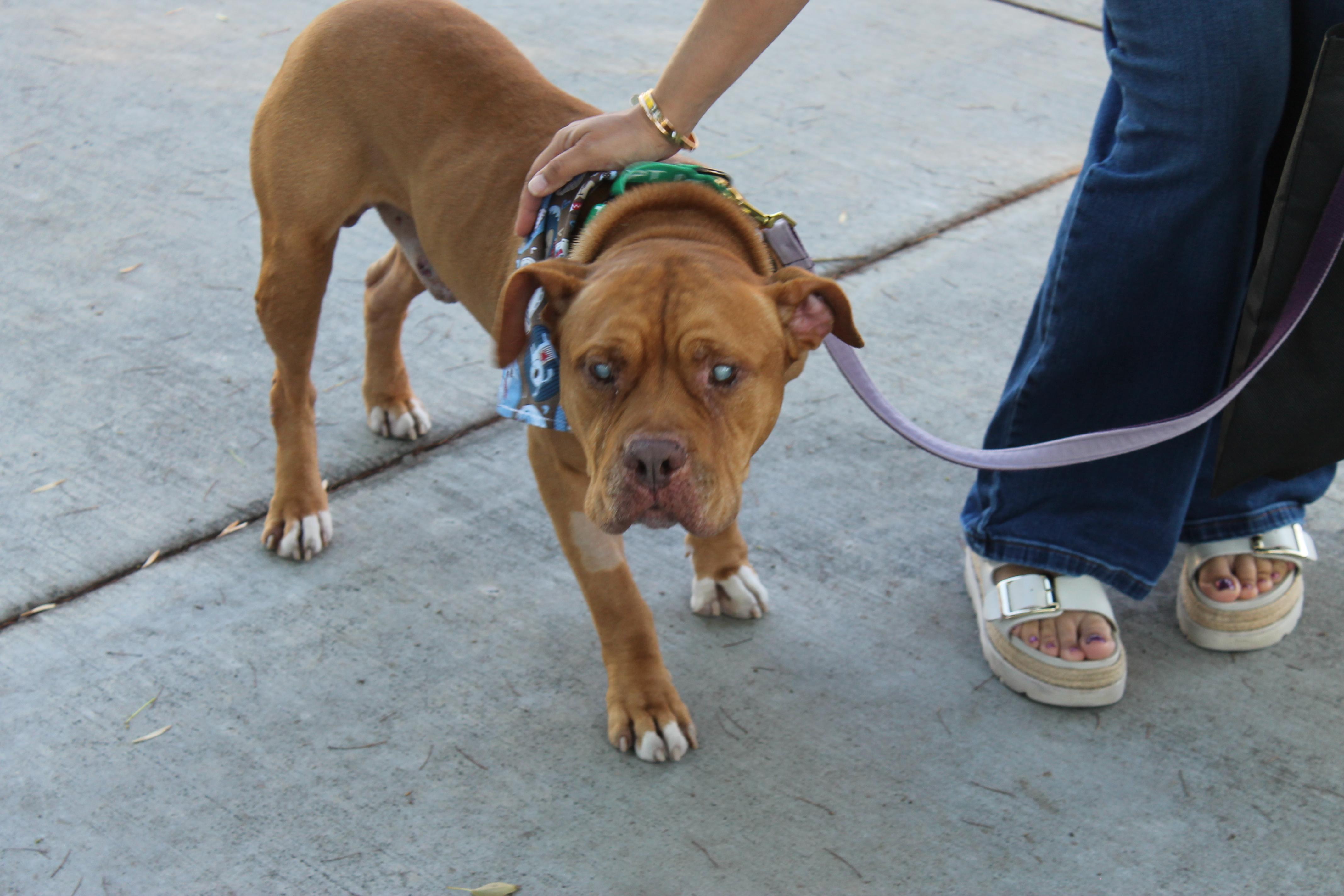 Enlarge Illumination (URGENT FOSTER NEEDED), a Adoptable mixed breed in Tracy, CA image 3/5