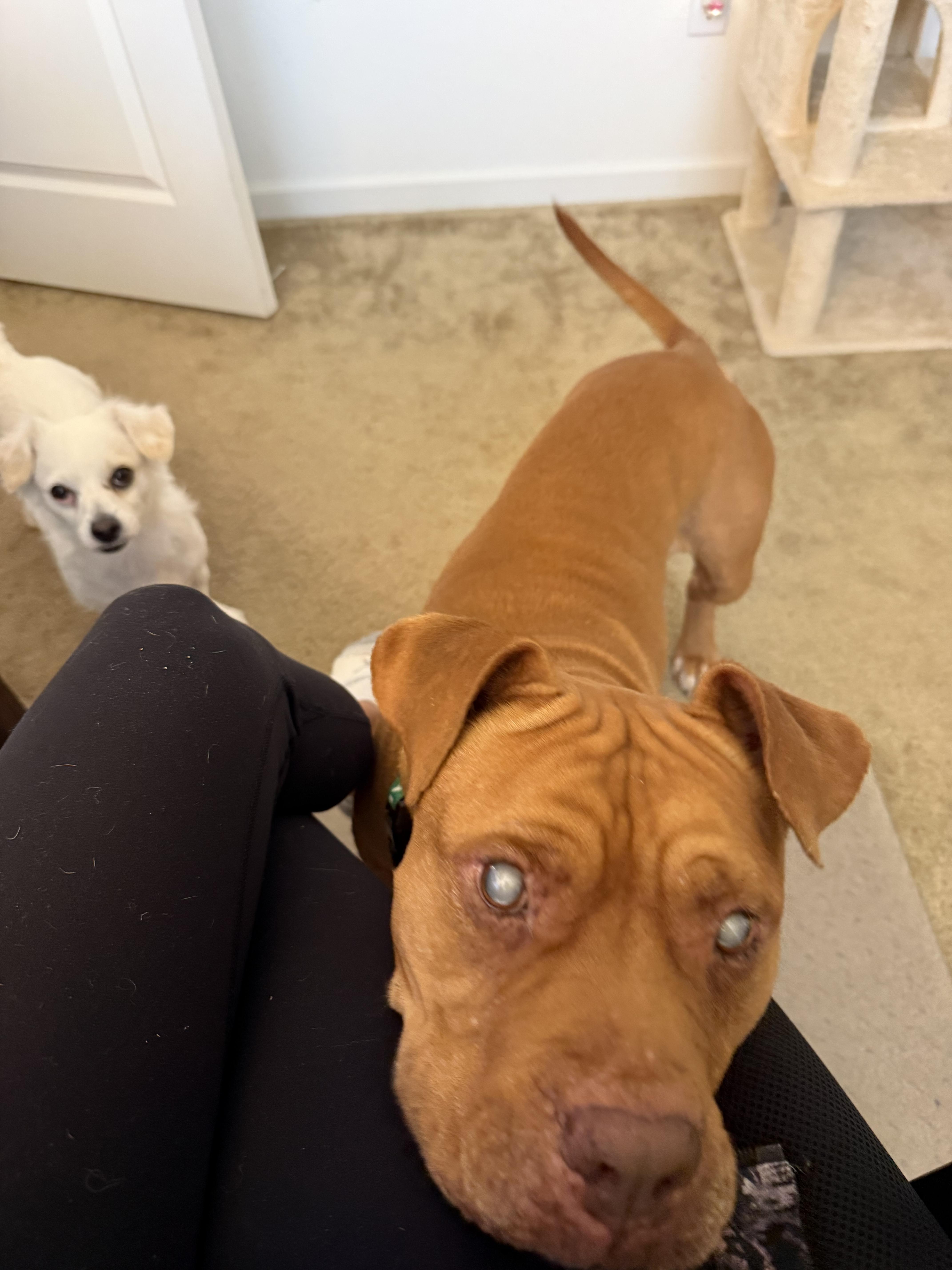 Enlarge Illumination (URGENT FOSTER NEEDED), a Adoptable mixed breed in Tracy, CA image 4/5