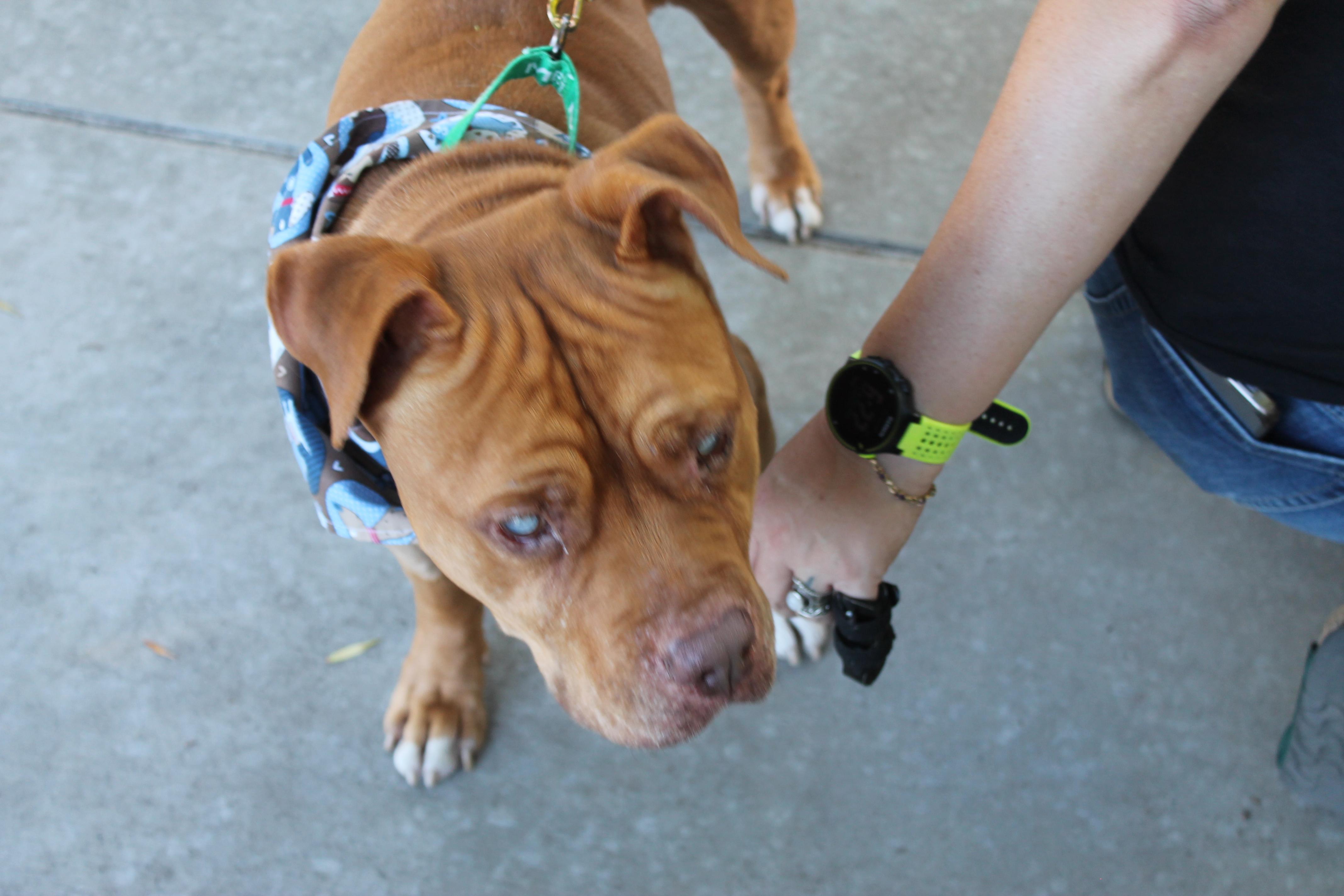 Enlarge Illumination (URGENT FOSTER NEEDED), a Adoptable mixed breed in Tracy, CA image 5/6