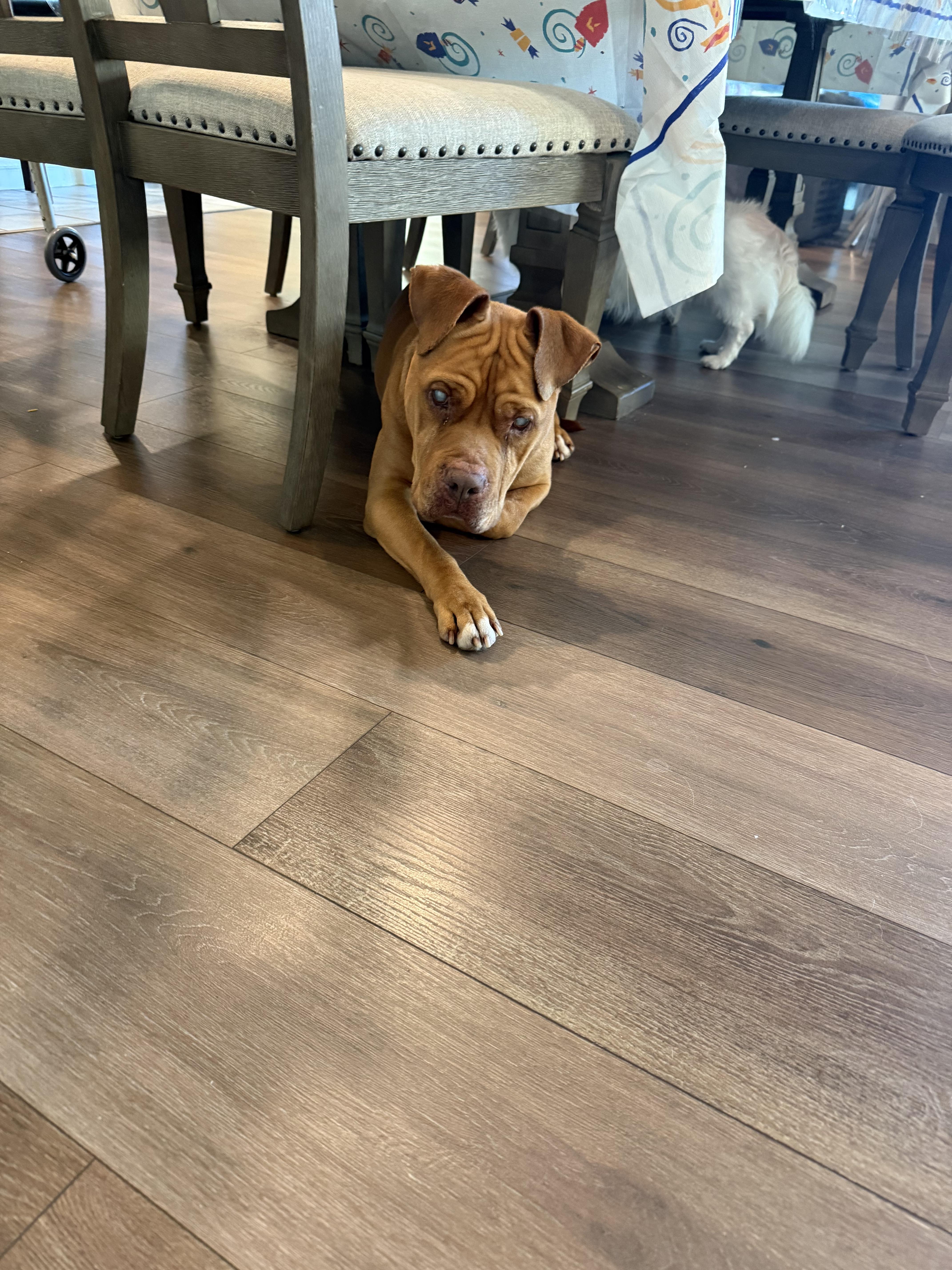 Enlarge Illumination (URGENT FOSTER NEEDED), a Adoptable mixed breed in Tracy, CA image 5/5