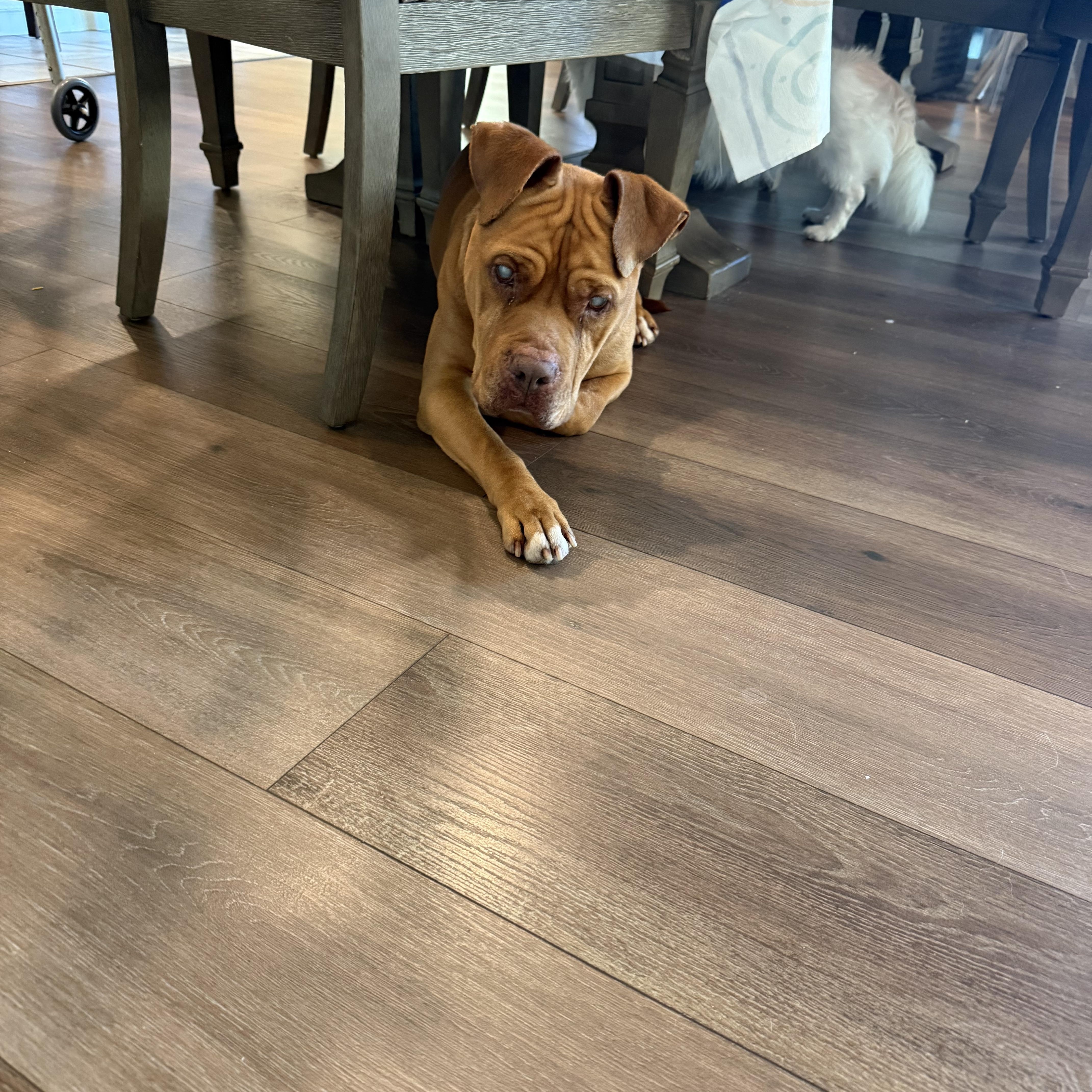 Illumination (URGENT FOSTER NEEDED), a Adoptable mixed breed in Tracy, CA image 2/6
