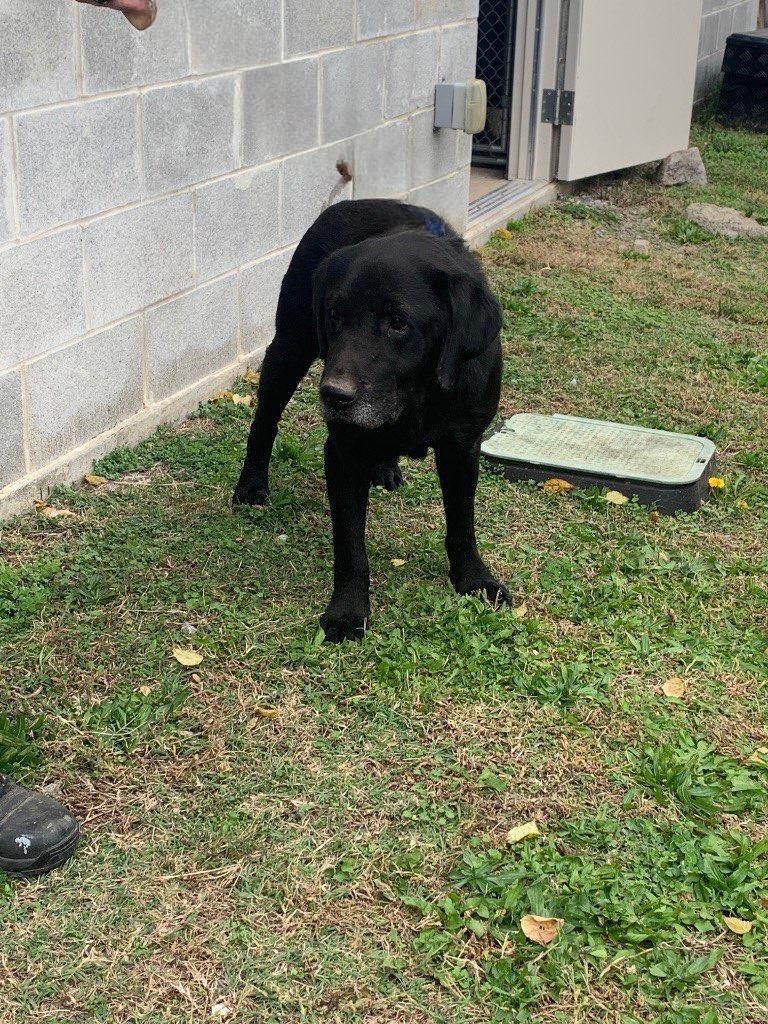 Enlarge P-1 Bridger, a Adoptable Hound in Shelbyville, TN image 1/1