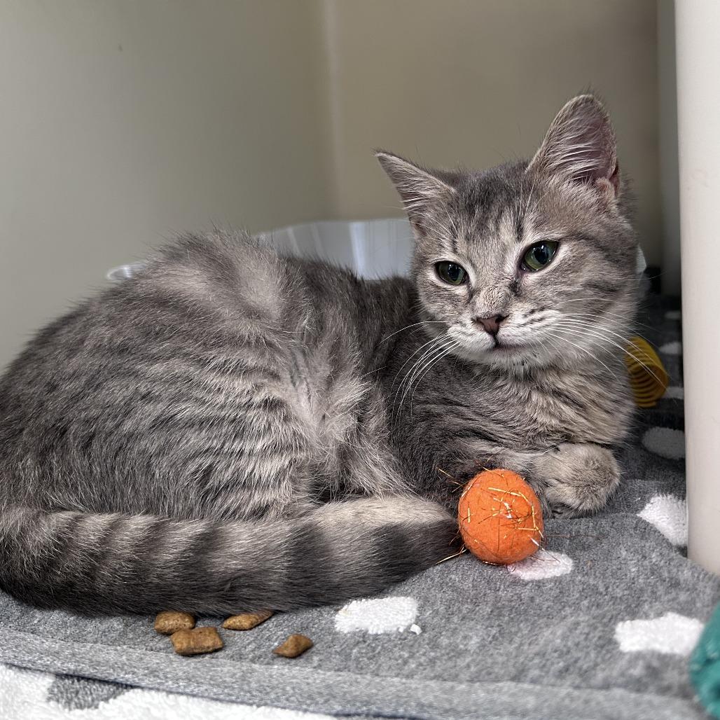 Missy, Adoptable, Young Female Domestic Short Hair.