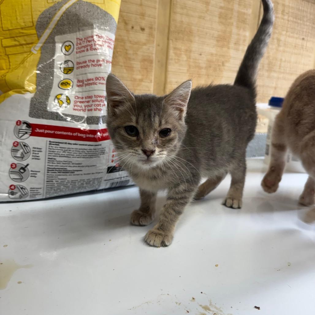 Enlarge Missy, a Adoptable Domestic Short Hair in New Fairfield, CT image 2/4