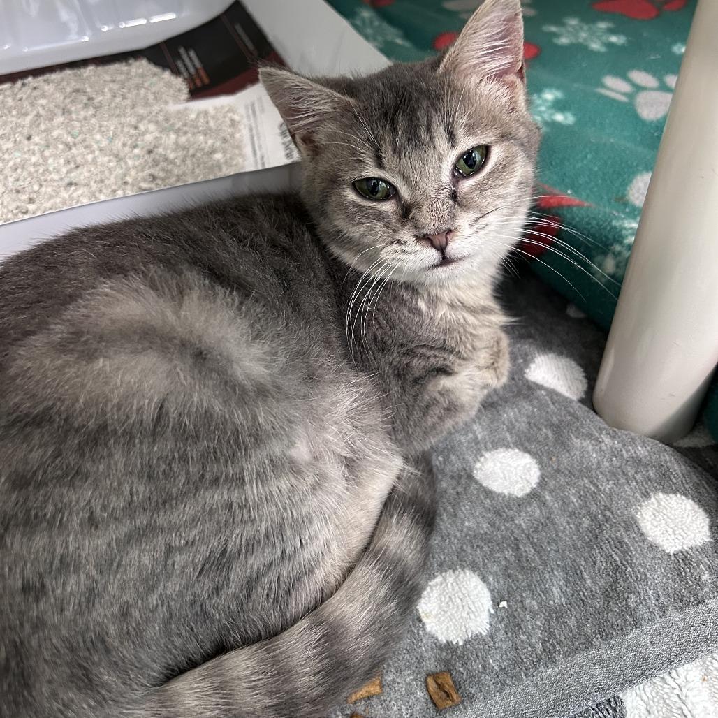 Enlarge Missy, a Adoptable Domestic Short Hair in New Fairfield, CT image 3/4