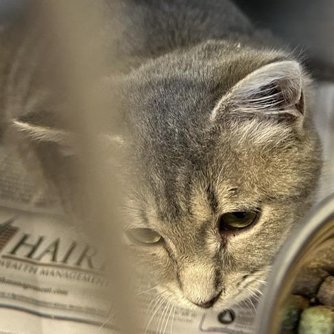 Enlarge Missy, a Adoptable Domestic Short Hair in New Fairfield, CT image 4/4