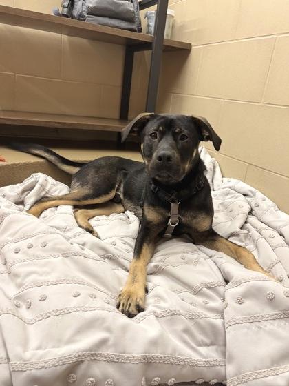 Enlarge Bionic Milo, a Adoptable Mixed Breed in Knoxville, TN image 1/3