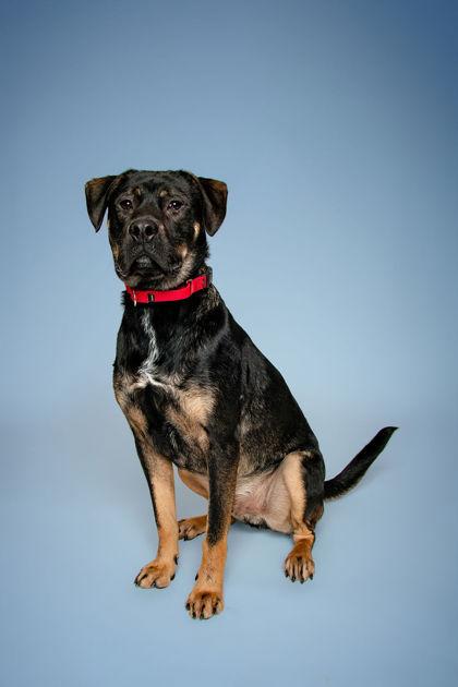 Bionic Milo, a Adoptable Mixed Breed in Knoxville, TN image 1/3