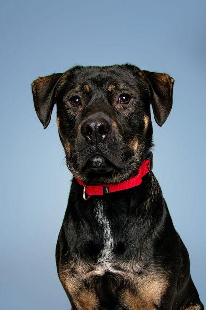Bionic Milo, a Adoptable Mixed Breed in Knoxville, TN image 2/3