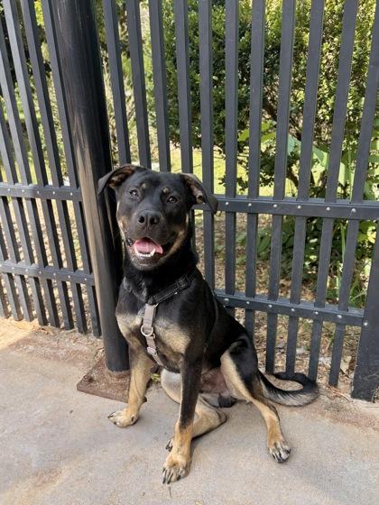 Bionic Milo, Adoptable, Young Male Mixed Breed & Mixed Breed.
