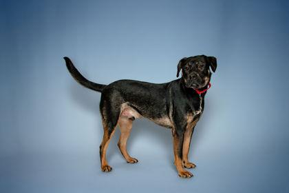 Bionic Milo, a Adoptable Mixed Breed in Knoxville, TN image 3/3