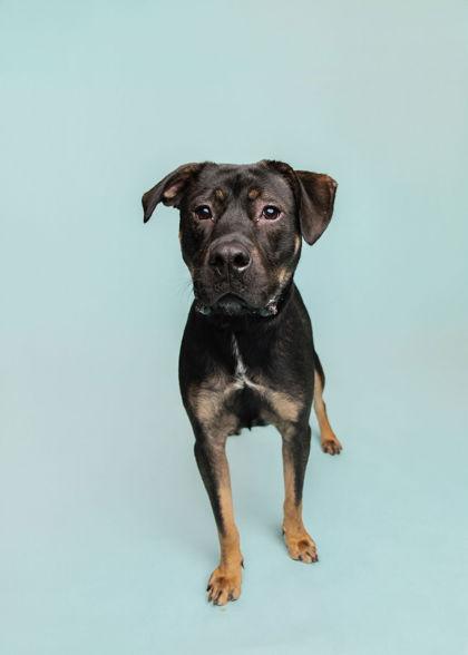 Bionic Milo, a Adoptable Mixed Breed in Knoxville, TN image 3/3