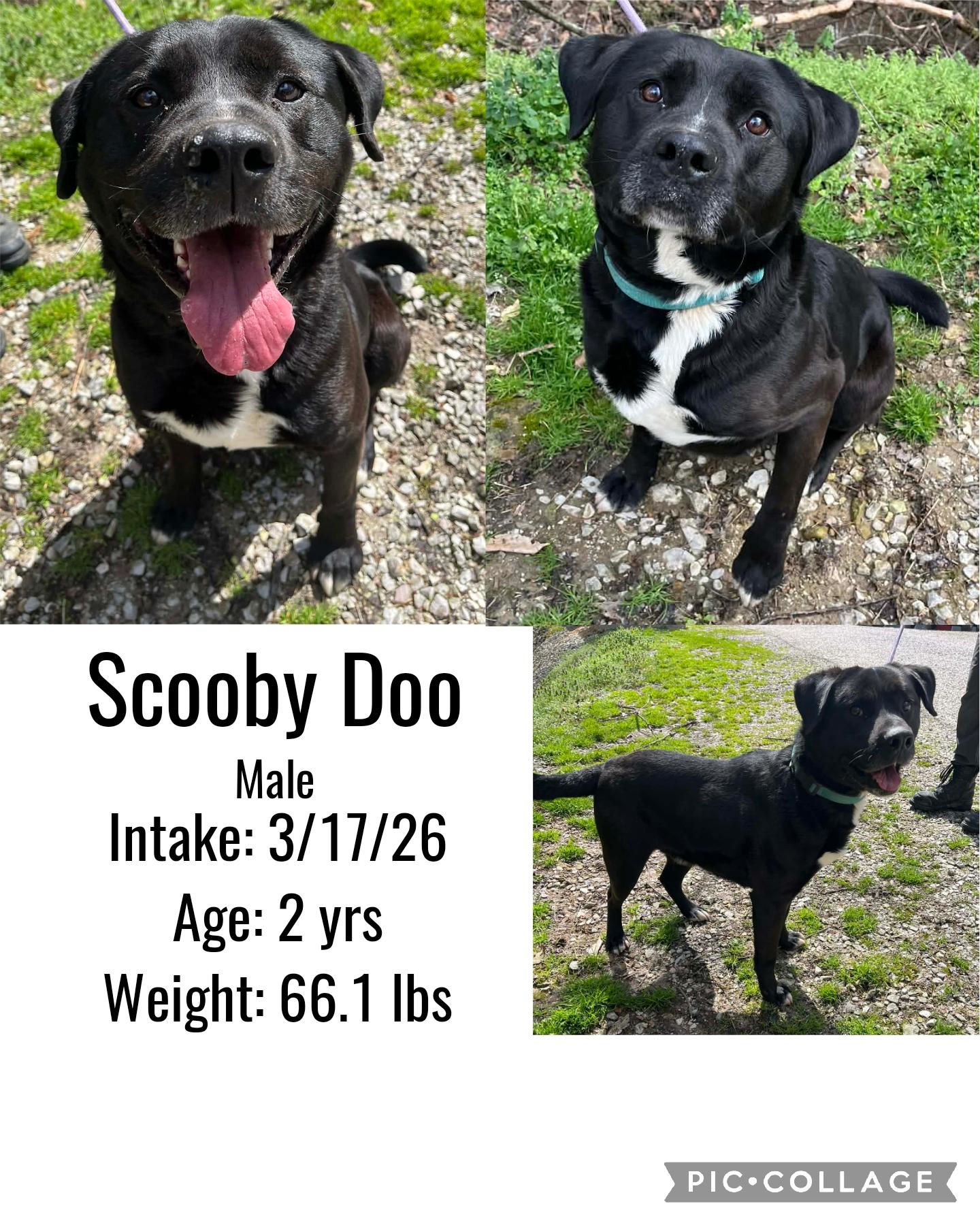 Enlarge Scoobydoo, a ADOPTABLE mixed breed in Staffordsville, KY image 1/1