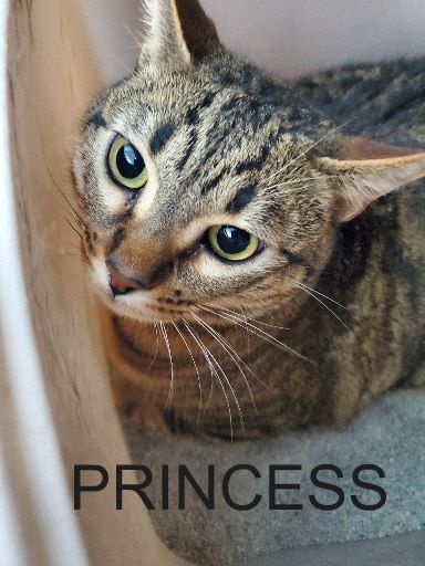 PRINCESS, a Adoptable mixed breed in Henderson, NV image 1/2