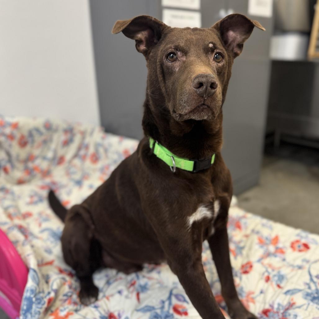 Enlarge Duke, a Adoptable Mixed Breed in Washington Township, OH image 2/4