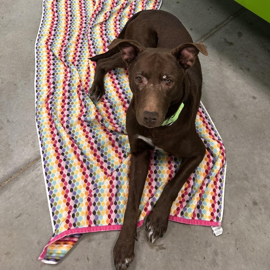 Enlarge Duke, a Adoptable Mixed Breed in Washington Township, OH image 3/4