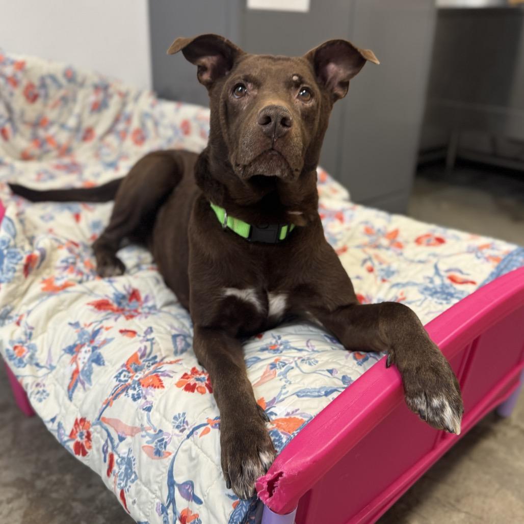 Enlarge Duke, a Adoptable Mixed Breed in Washington Township, OH image 4/4