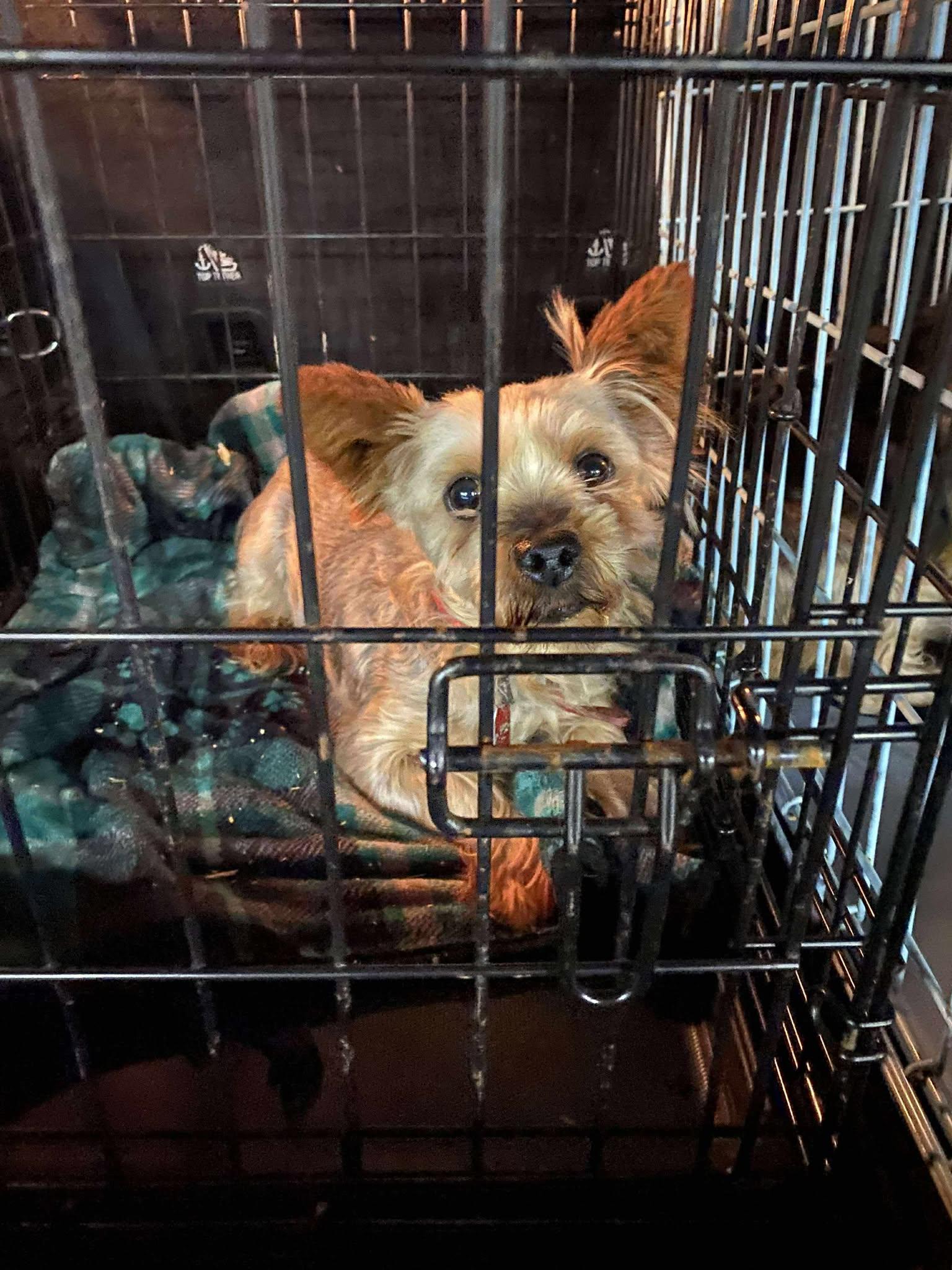 Churro, Adopted, Adult Male Yorkshire Terrier.