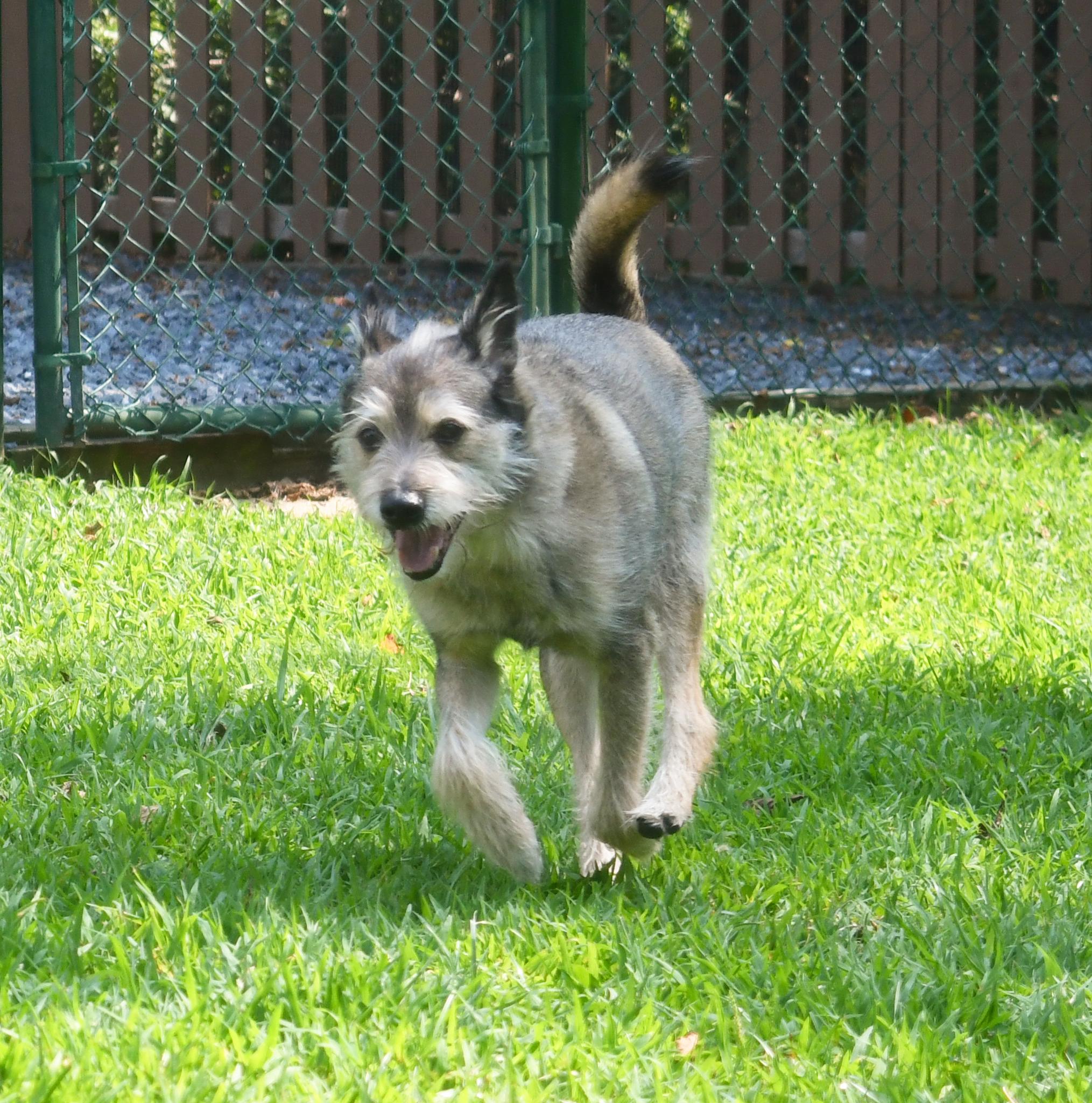 Diesel, a ADOPTABLE mixed breed in Silver Spring, MD image 2/3