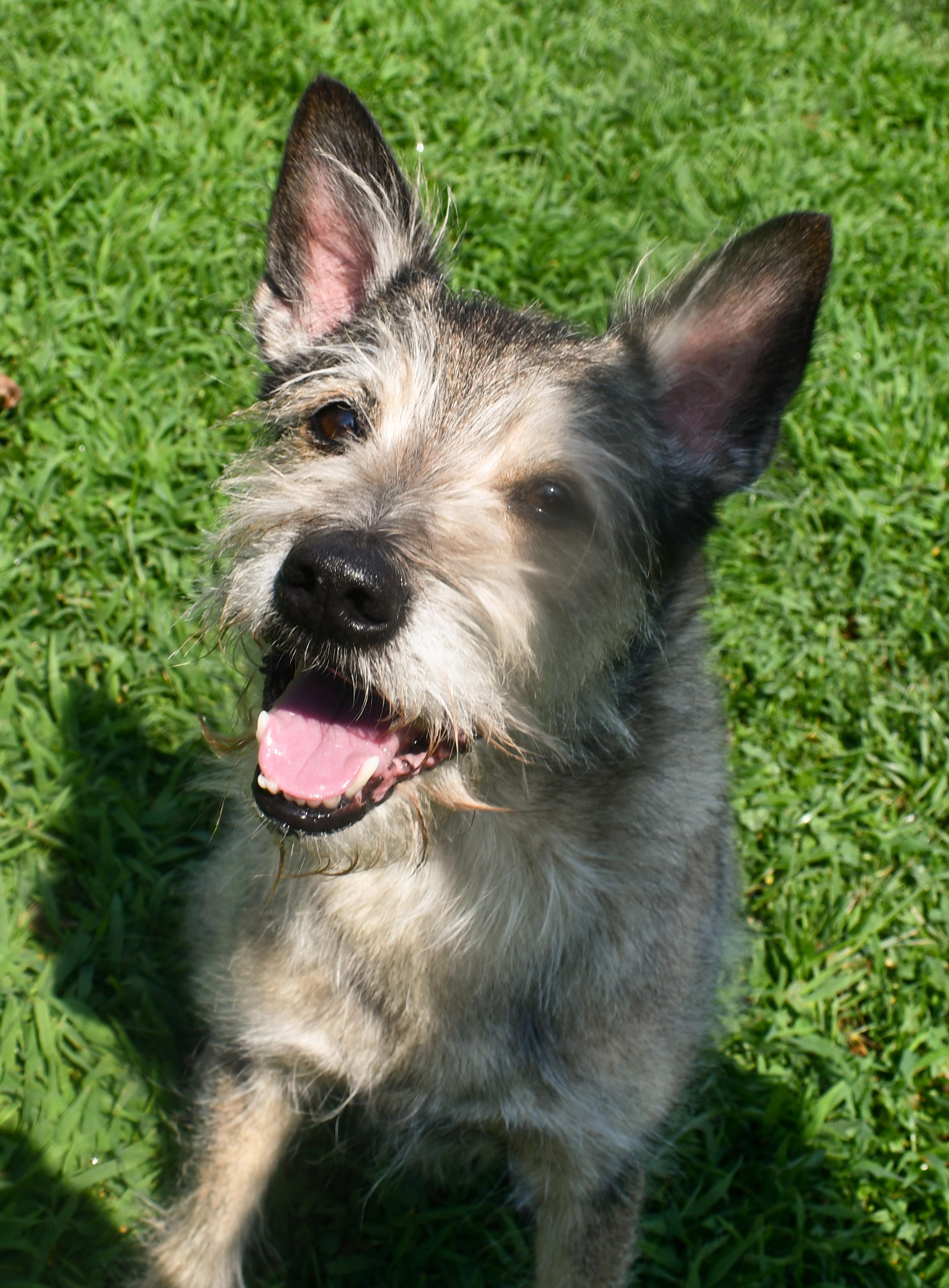 Diesel, a ADOPTABLE mixed breed in Silver Spring, MD image 1/3