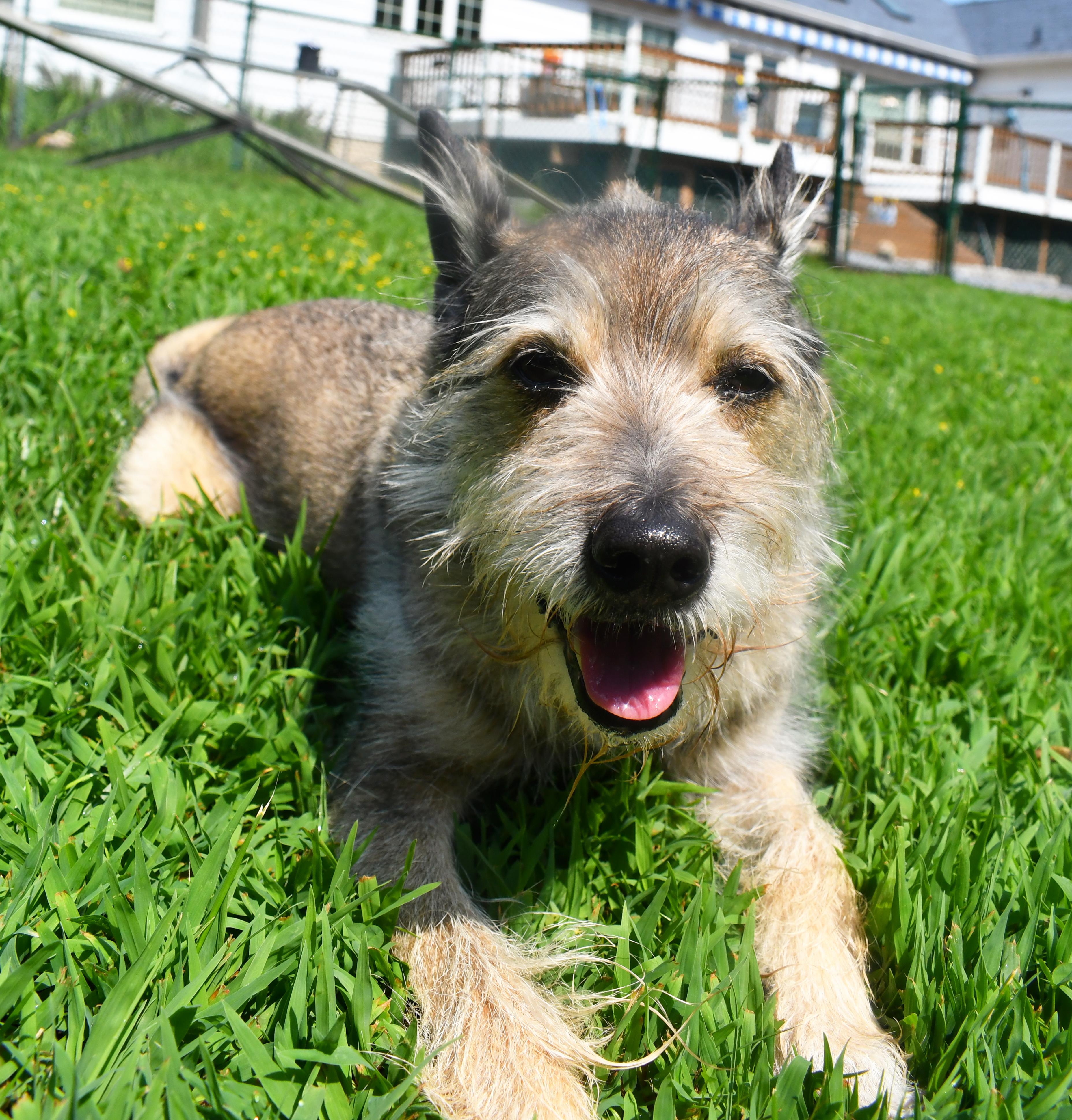 Diesel, a ADOPTABLE mixed breed in Silver Spring, MD image 3/3
