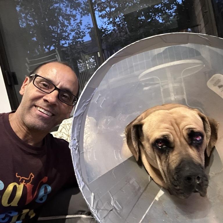 Remi, Adoptable, Adult Female Mastiff.