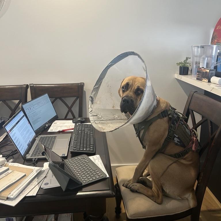 Enlarge Remi, a Adoptable mixed breed in Los Angeles, CA image 2/6