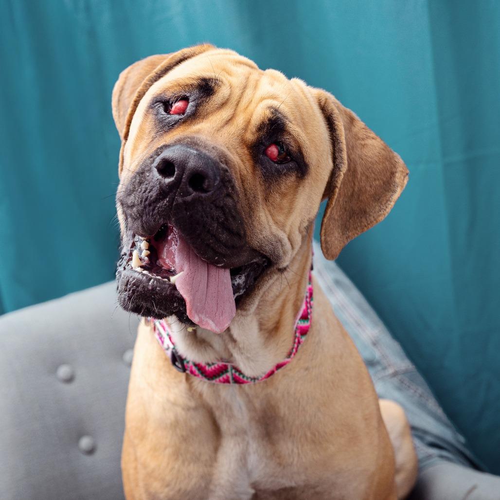 Enlarge Remi, a Adoptable mixed breed in Los Angeles, CA image 3/6