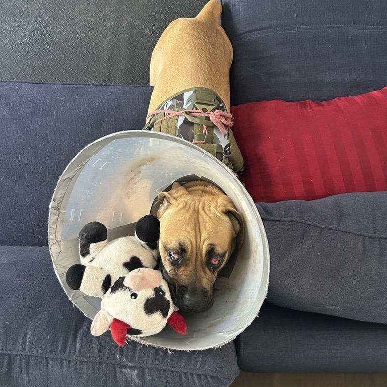 Enlarge Remi, a Adoptable mixed breed in Los Angeles, CA image 4/6