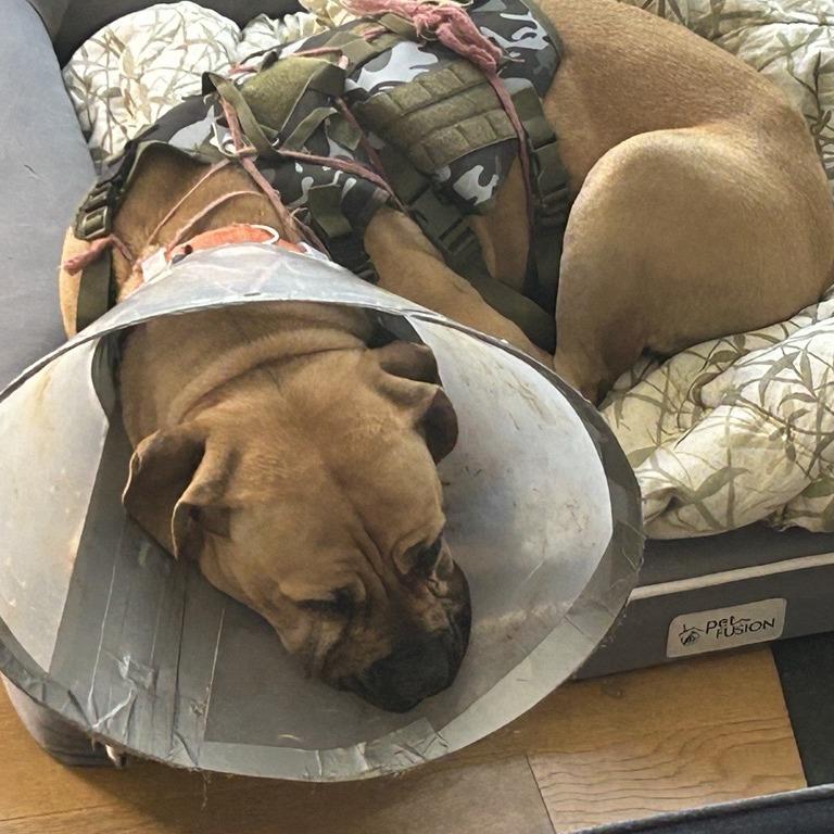 Enlarge Remi, a Adoptable mixed breed in Los Angeles, CA image 5/6