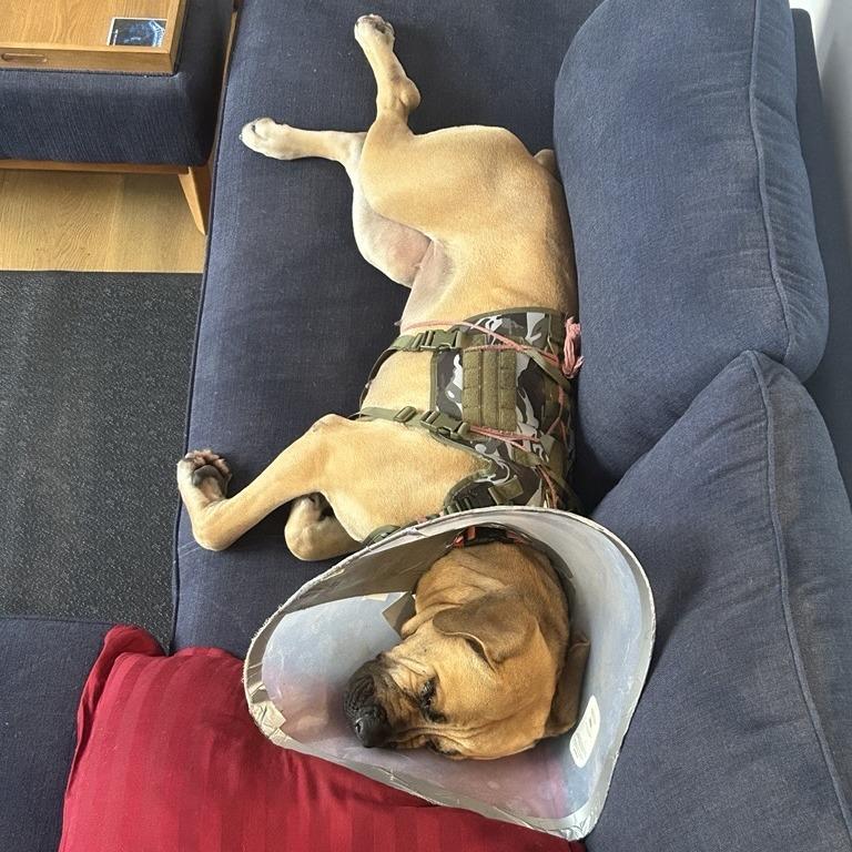 Enlarge Remi, a Adoptable mixed breed in Los Angeles, CA image 6/6