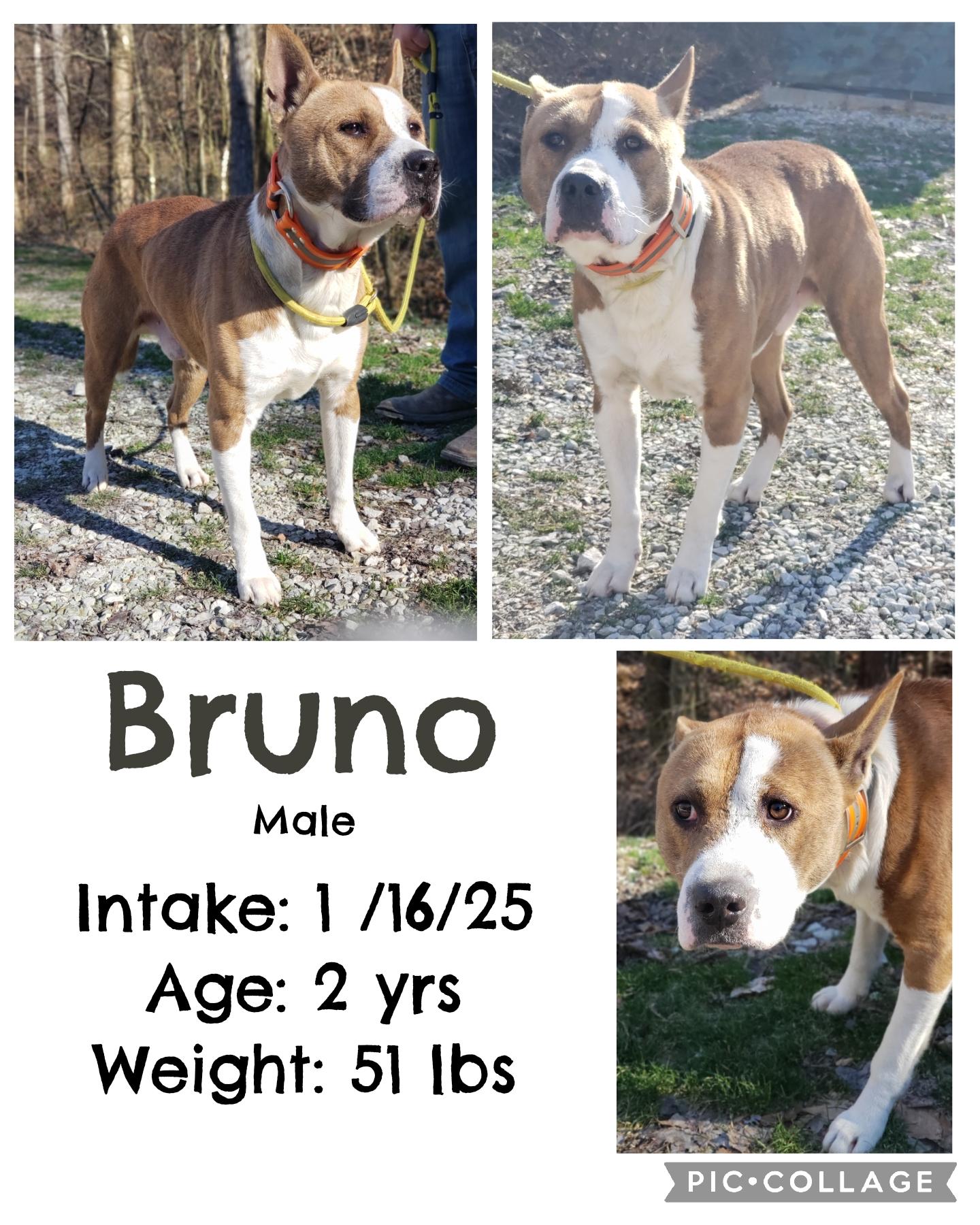 Bruno, ADOPTABLE, Adult Male American Bully.