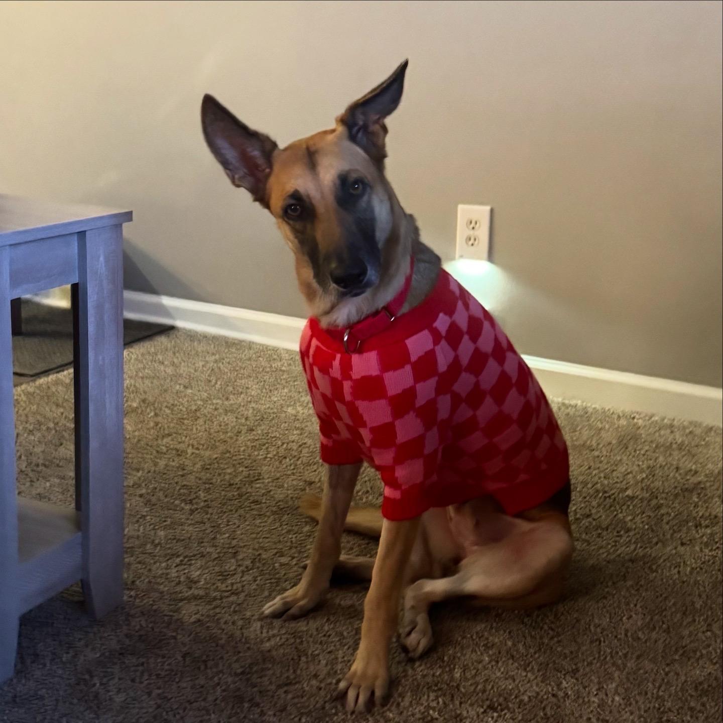 Valka, a Adoptable mixed breed in Morristown, NJ image 1/5