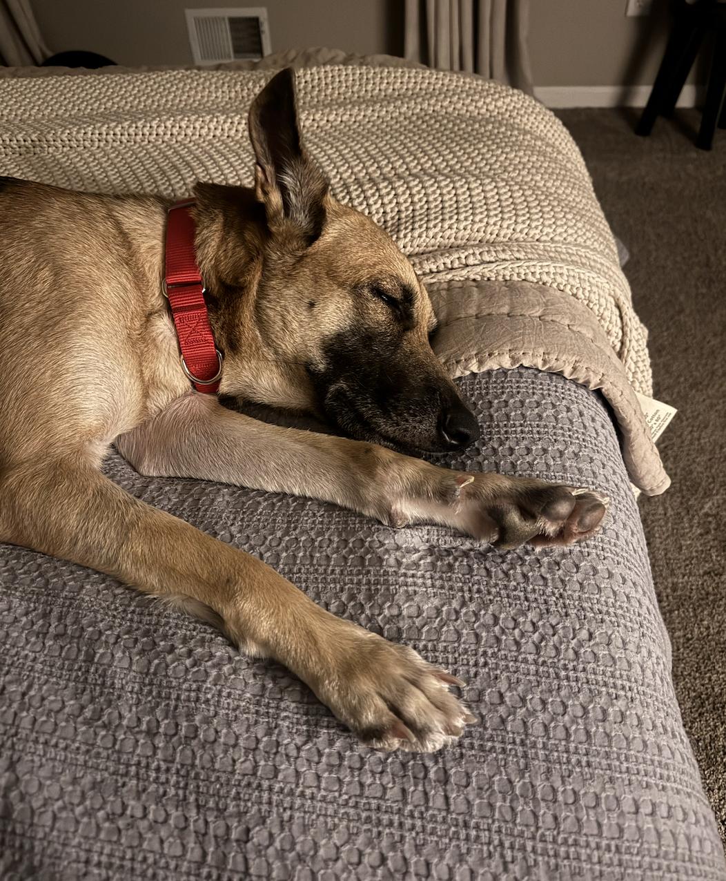 Valka, a Adoptable mixed breed in Morristown, NJ image 3/5