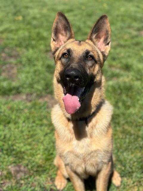 Gauge, a Adoptable German Shepherd Dog in Manteca, CA image 1/5