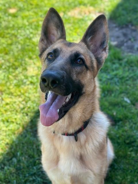 Gauge, a Adoptable German Shepherd Dog in Manteca, CA image 3/5