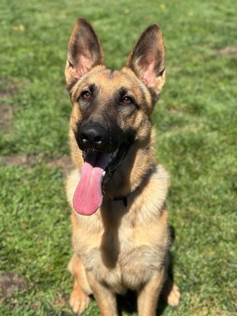 Gauge, a Adoptable German Shepherd Dog in Manteca, CA image 4/5