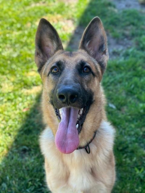 Gauge, a Adoptable German Shepherd Dog in Manteca, CA image 5/5
