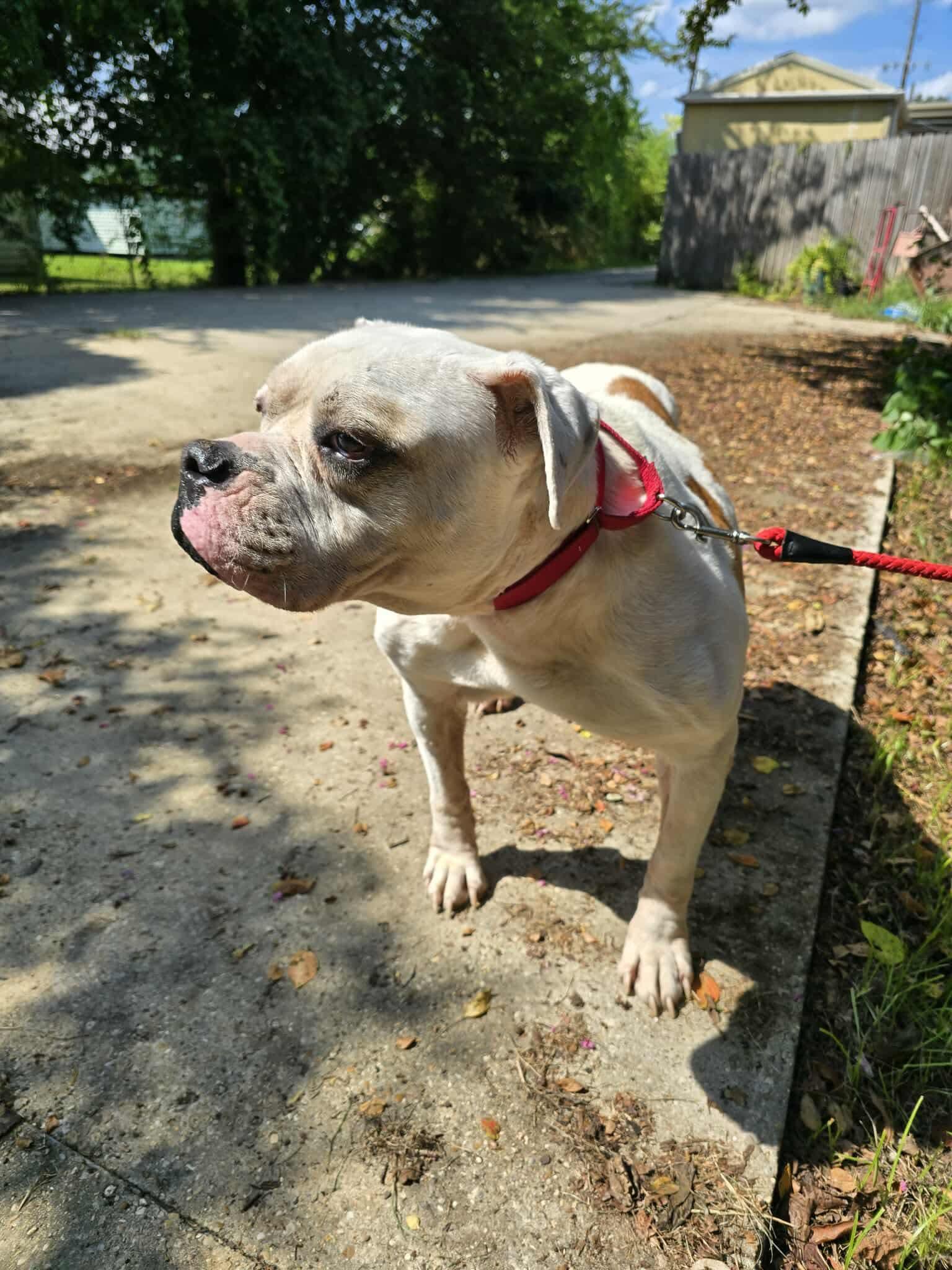 Enlarge Jubilee, a Adoptable Boxer in Rayne, LA image 1/2