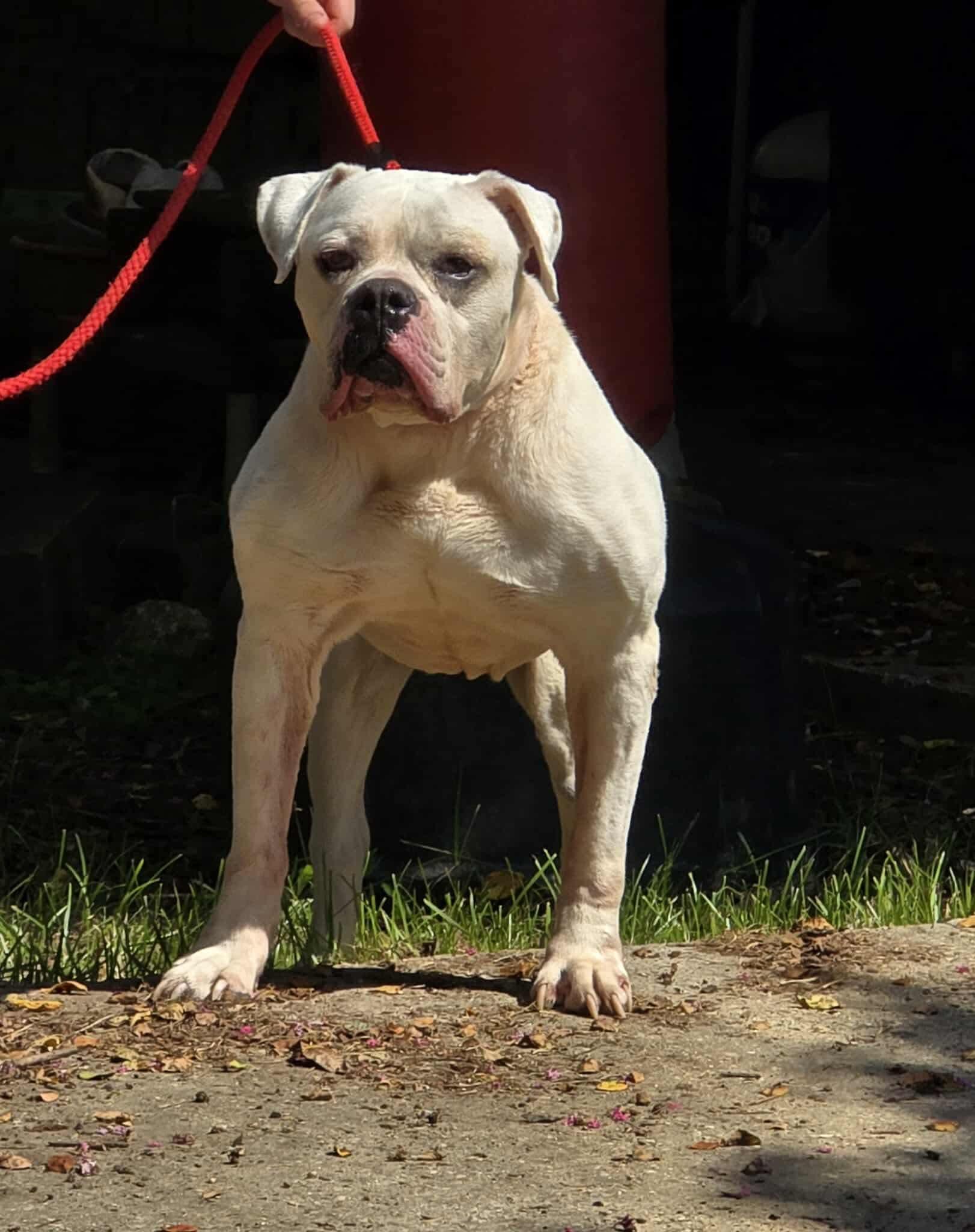 Enlarge Jubilee, a Adoptable Boxer in Rayne, LA image 2/2