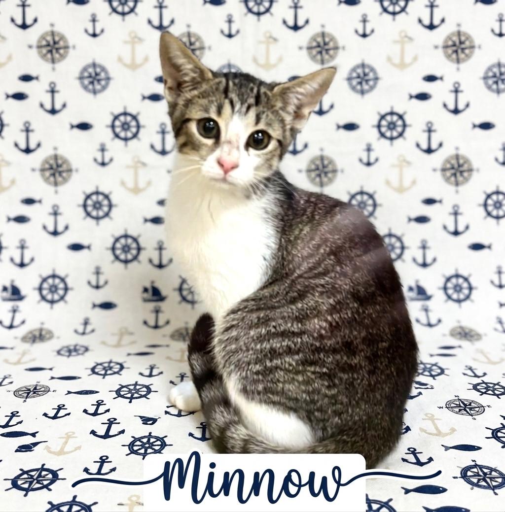 Minnow (female) (pse), adopted, Kitten Female Domestic Short Hair.