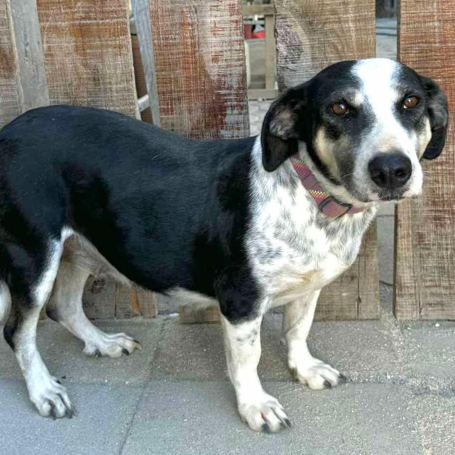 Moringa, Adoptable, Adult Female Basset Hound & Mixed Breed.
