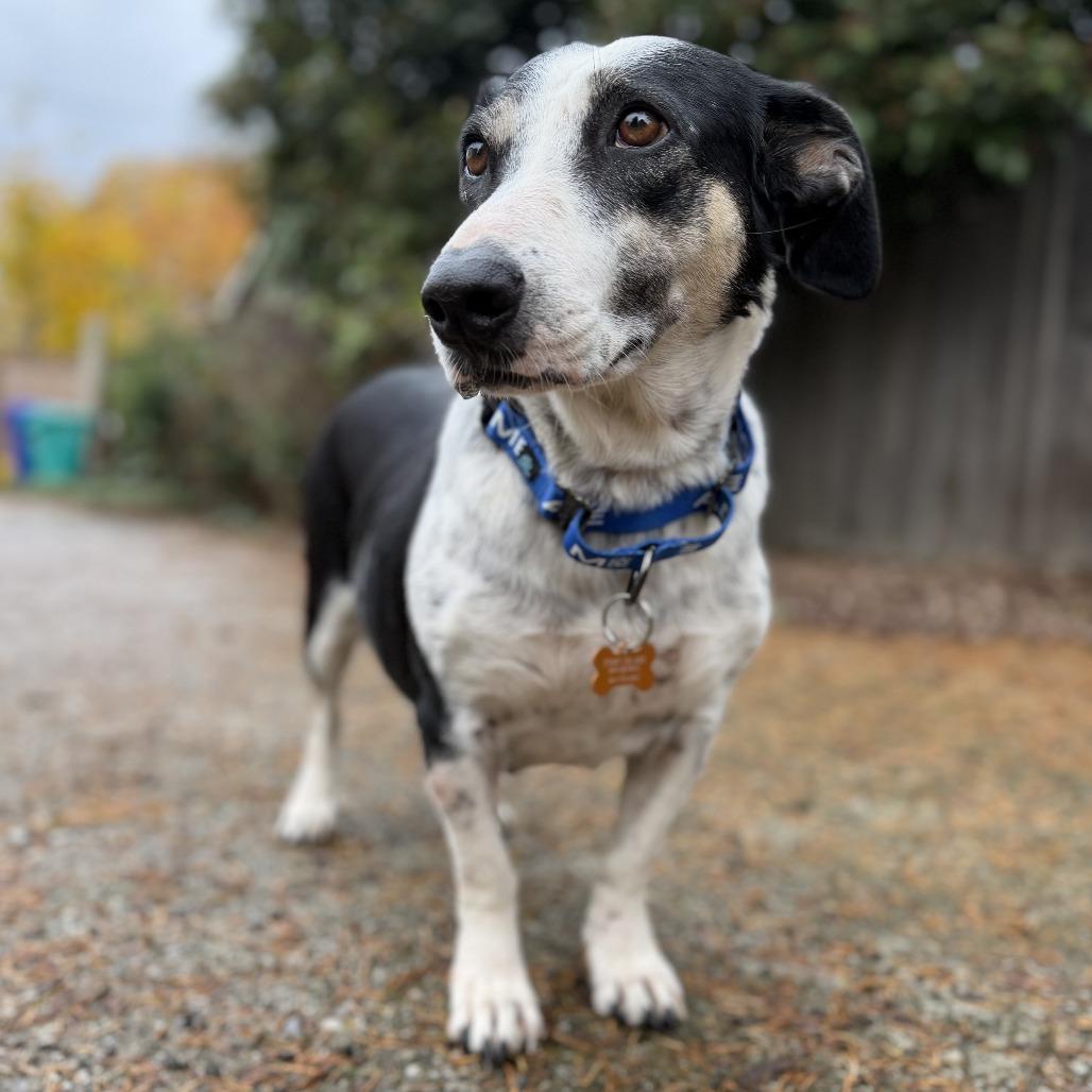 Moringa, a Adoptable mixed breed in Bend, OR image 2/6