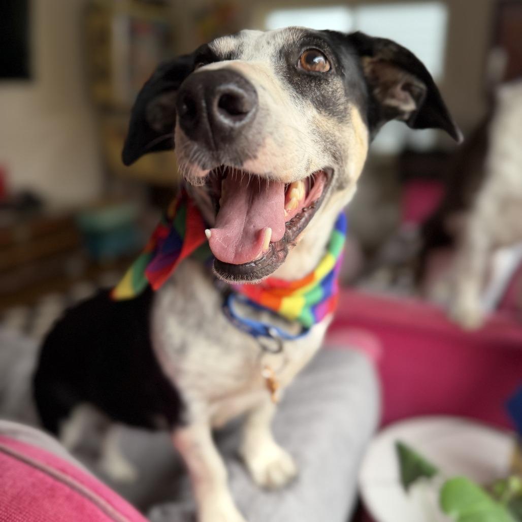 Moringa, a Adoptable mixed breed in Bend, OR image 3/6